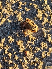Rana temporaria