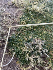 Azorella diapensioides