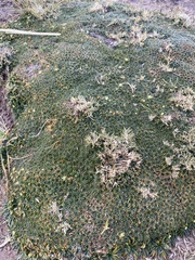 Azorella diapensioides