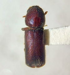 Prostephanus arizonicus