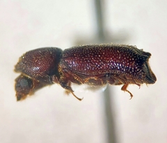 Prostephanus arizonicus