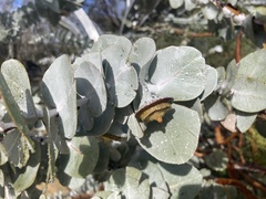 Eucalyptus rhodantha