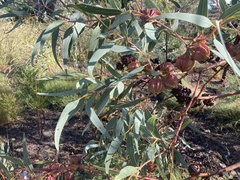 Eucalyptus youngiana