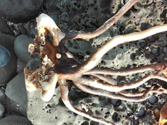 Lessonia trabeculata