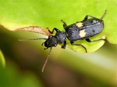 Macrocheilus