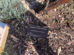 Eucalyptus youngiana