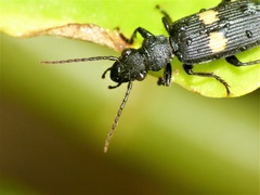 Macrocheilus