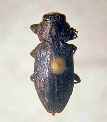 Chrysobothris mescalero