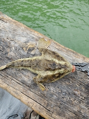 Ogcocephalus cubifrons