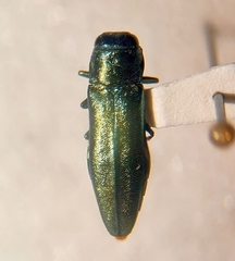 Agrilus sapindi