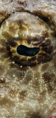 Ogcocephalus cubifrons