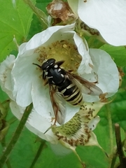 Temnostoma excentrica