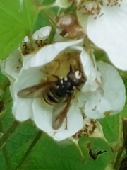 Temnostoma excentrica