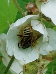 Temnostoma excentrica