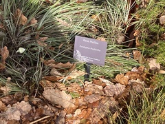 Eucalyptus rhodantha