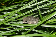 Bufo gargarizans