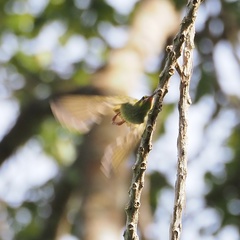 Arachnothera chrysogenys