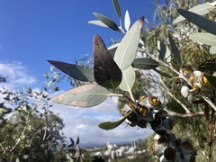 Eucalyptus oxymitra