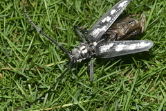 Batocera lineolata