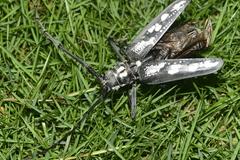 Batocera lineolata