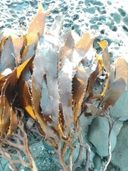 Lessonia trabeculata