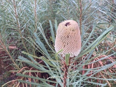 Banksia hookeriana