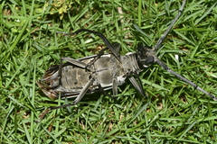 Batocera lineolata