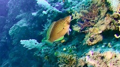 Pseudolabrus eoethinus