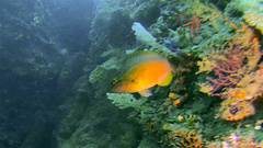 Pseudolabrus eoethinus