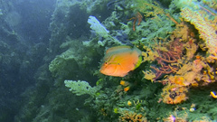 Pseudolabrus eoethinus