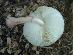 Leucoagaricus americanus image
