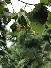 Tilia mongolica