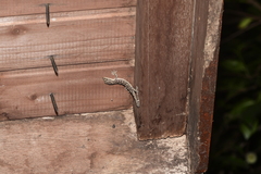 Gekko japonicus