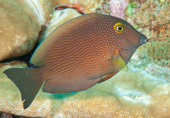 Ctenochaetus cyanocheilus