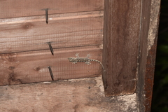Gekko japonicus