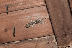Gekko japonicus