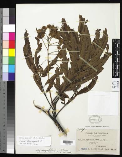 Albizia pedicellata