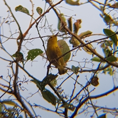 Setophaga petechia