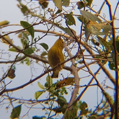 Setophaga petechia