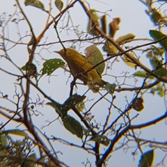Setophaga petechia