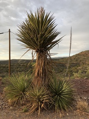 Yucca treculiana