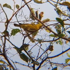 Setophaga petechia