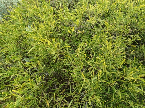 Image of Geijera linearifolia by (c) Peter Crowcroft, some rights reserved (CC BY)