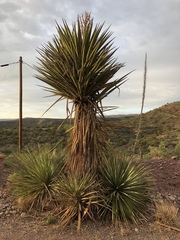 Yucca treculiana