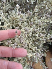 Ptilotus obovatus