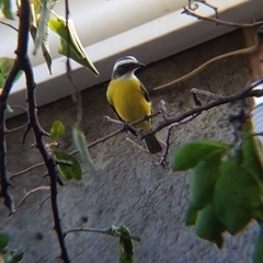 Myiozetetes similis