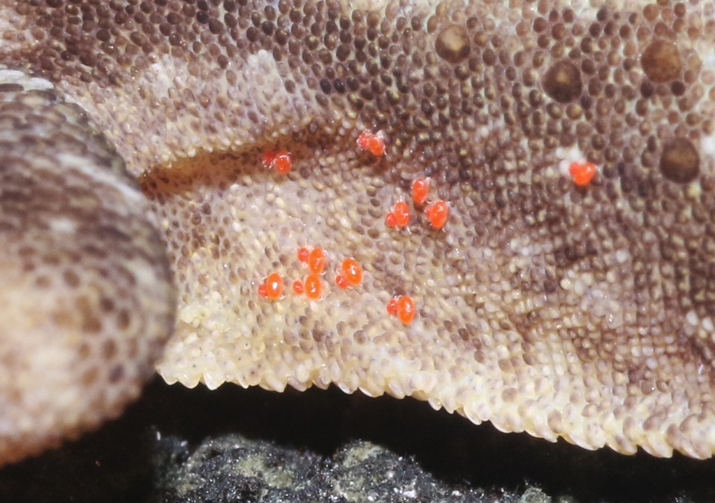 Geckobia