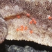 Geckobia - Photo 由 James Bailey 所上傳的 (c) James Bailey，保留部份權利CC BY-NC