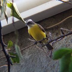 Myiozetetes similis