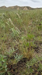 Poa cusickii